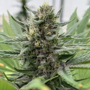 Full grow timeline